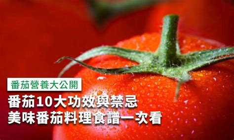 牛番茄屬性|牛番茄：功效、禁忌、正確食用方式